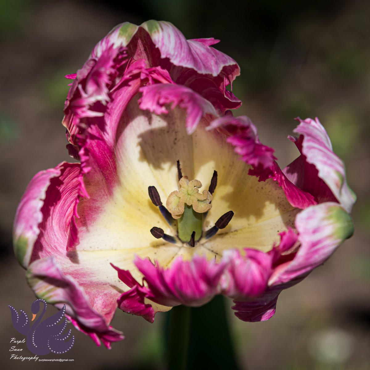 purpleswanphoto's tweet photo. #CripplegatePark is looking particularly lovely at the moment, with the most amazing tulips everywhere! #WorcestershireHour https://t.co/2YuaRYiAX7