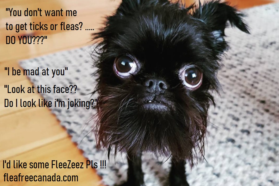 Flea Free Canada tweet media