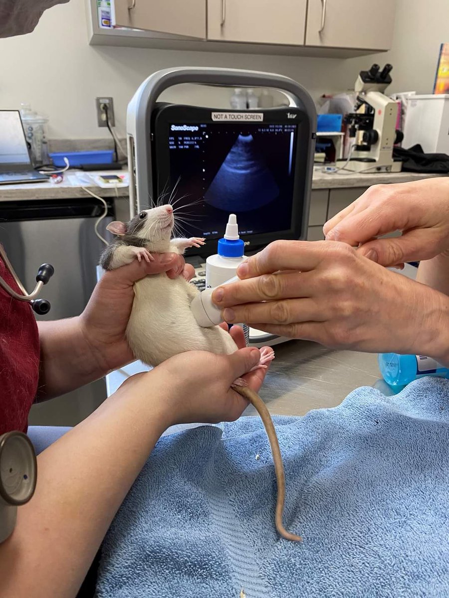 Georgieeax's tweet photo. Remember the little rat having an ultrasound? She gave birth to 11 baby’s and had a maternity shoot 🥰 https://t.co/uRqPI2pDtp
