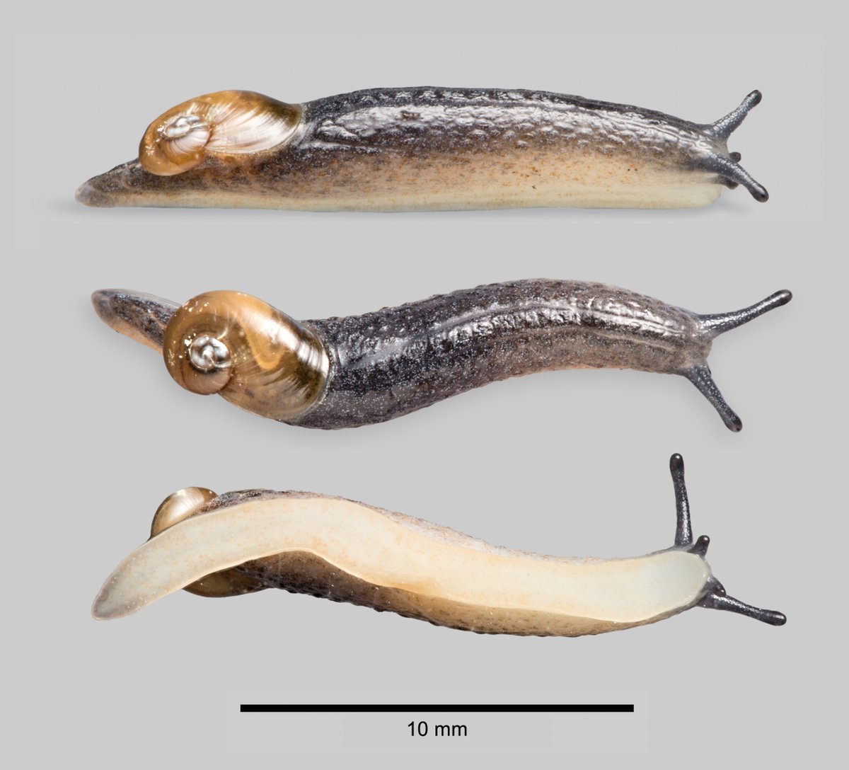 conchsoc's tweet photo. Just thought it was time we had a smart semi-slug for #MolluscMonday Daudebardia rufa.  Only two records so far in Britain, both from Wales, this individual is from Caerphilly. 🤠 https://t.co/GYzmVj0Xl2