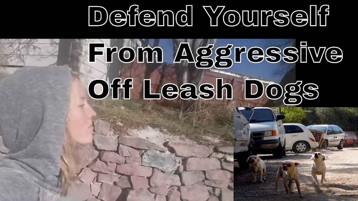 Out-of-control #OffLeashDogs running up to our #dogs on leash is a constant problem in #Portland and #Denver. Here's a video on how we defend ourselves from rogue canines: buff.ly/3vgmFer #PortlandDogTraining #DenverDogTraining