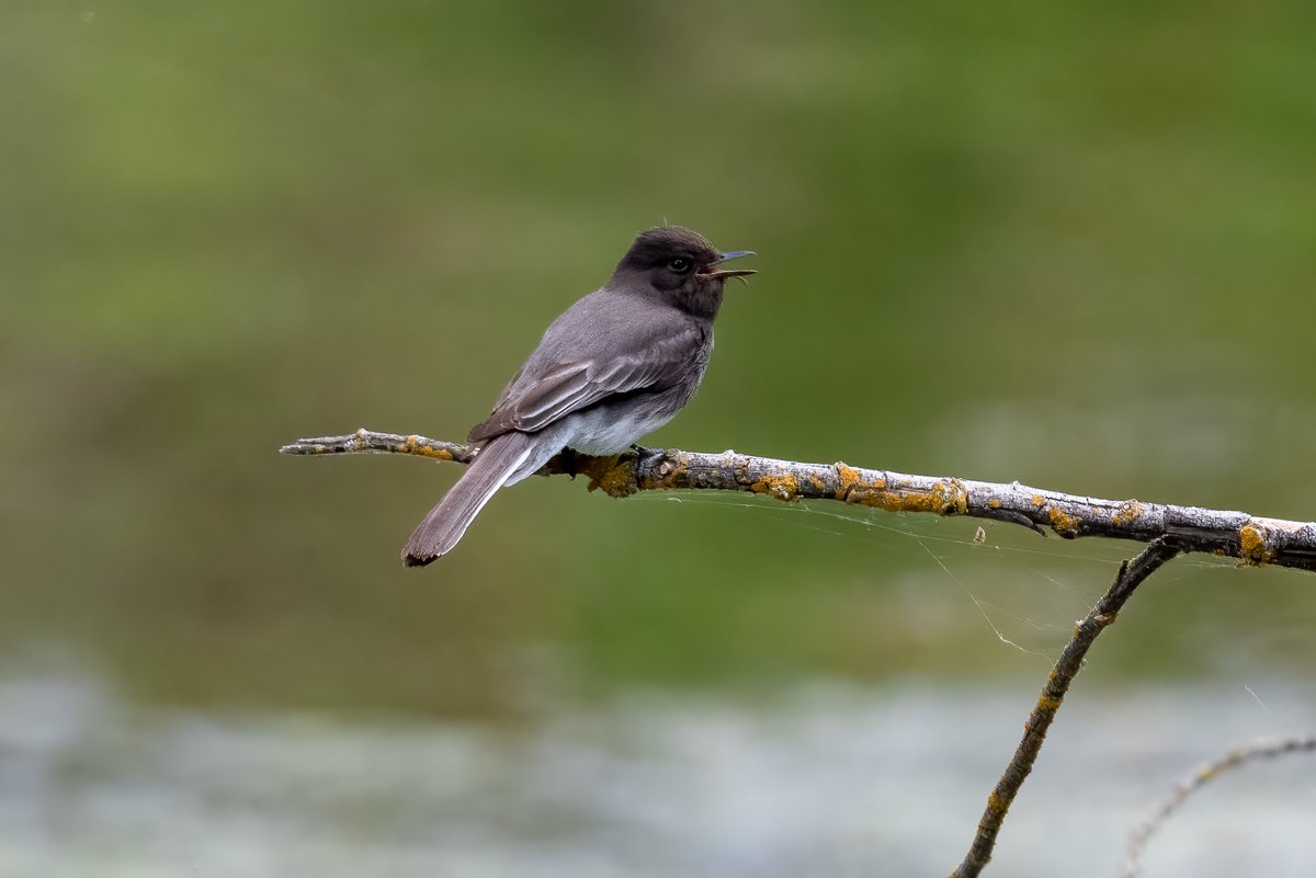 Black Phoebe catching a little snack 3/n