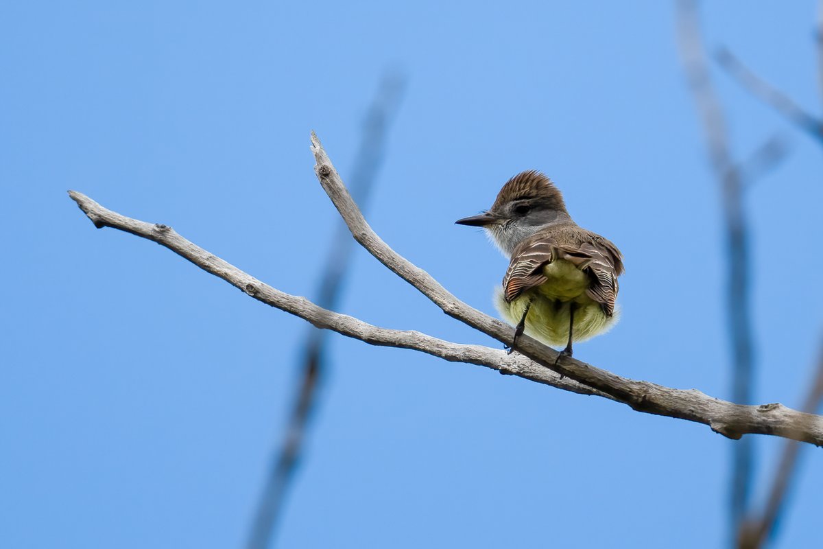 Ash throated flycatcher 4/n