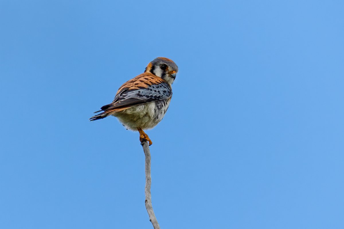 American Kestrel 5/n