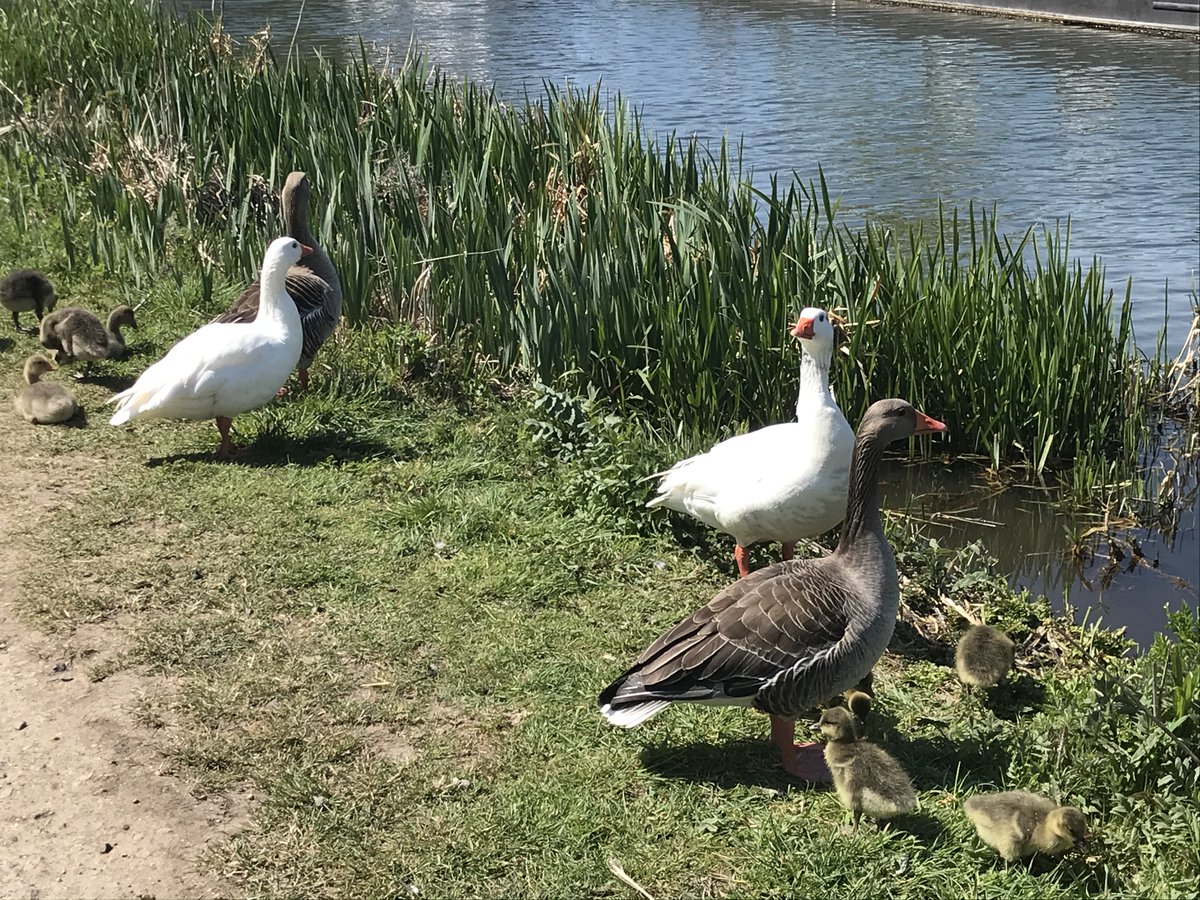 First time back on Twitter in a long time - walked my first #SlowWays today from Reading to Aldermaston (Aldrea1) and posted my first review and survey. Hoping to walk all the routes out of Reading in the coming weeks.