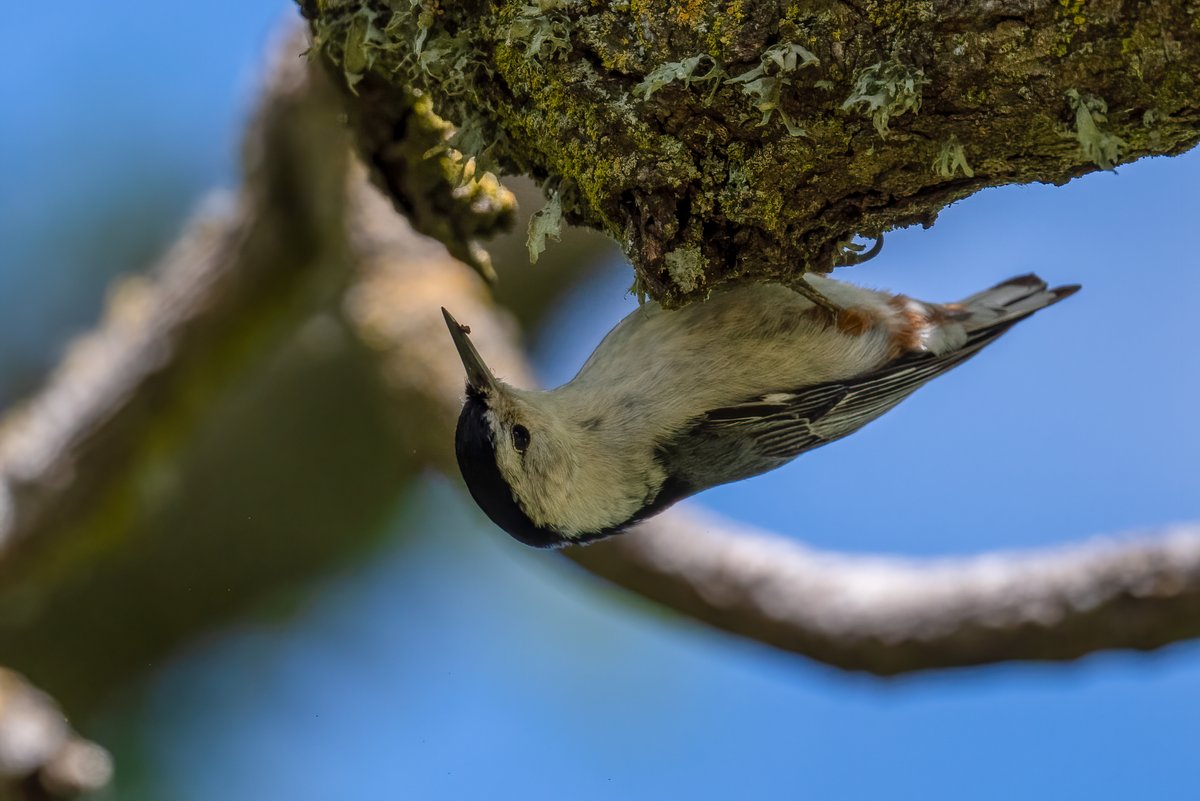 Nuthatch doing it's thing 2/n