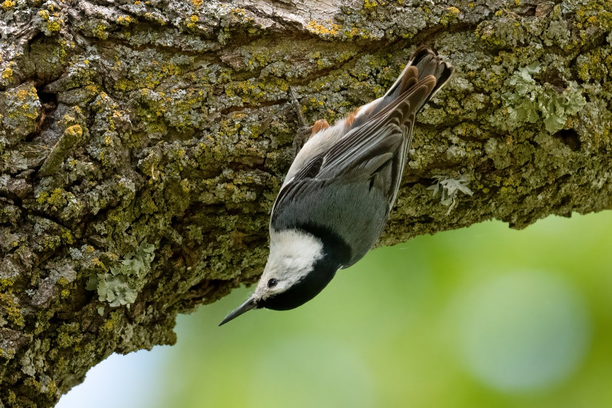 Nuthatch doing it's thing 2/n