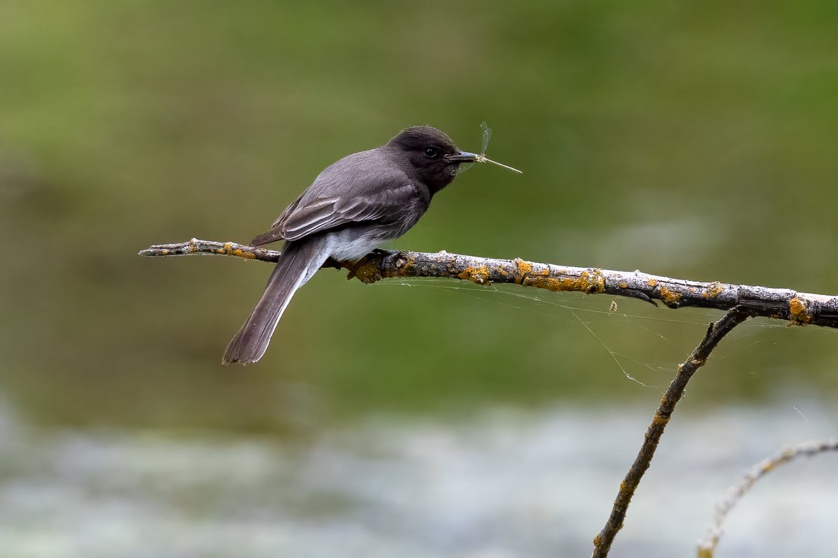 Black Phoebe catching a little snack 3/n