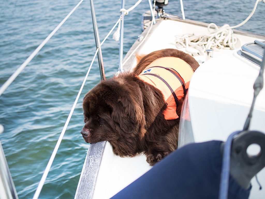 JeanneauAmerica's tweet photo. Albert the Newfie 🐶 surely loves sailing days.. and of course swimming! Do you boat with your pet? We'd love to know 👇 📷 @sailingbellavita #dogsofinstagram #sailingdogs #newfoundlanddog #newfie #jeanneaudogs #jeanneau #sunodyssey469 #sunodyssey https://t.co/M58YIZYDFe