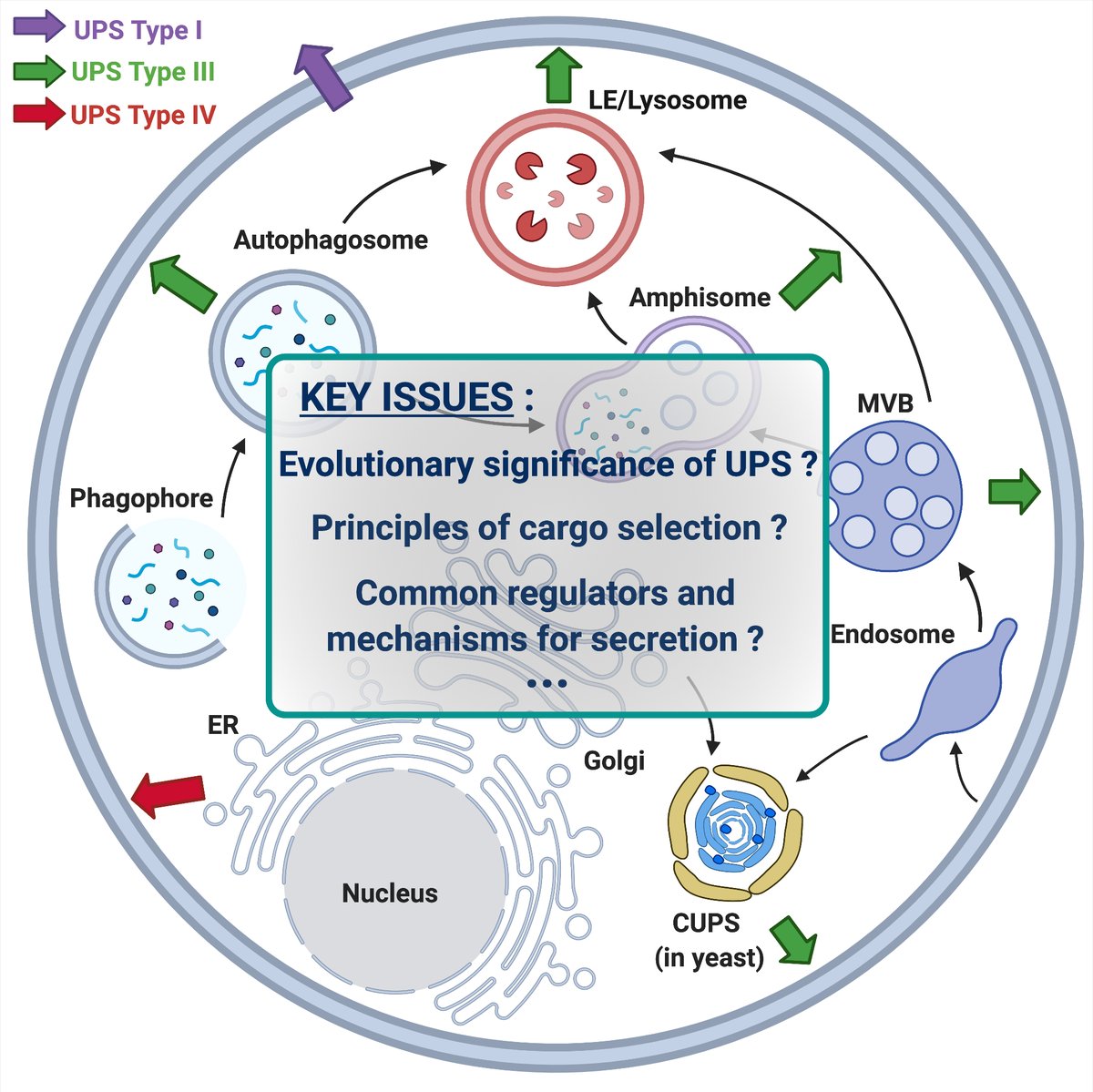 Interested in contributing to our new article collection
Unconventional Protein Secretion: From Basic Mechanisms to Dysregulation in Disease frontiersin.org/research-topic… 
Do not hesitate to contact us: Vivek Malhotra, Min Zhang, <a href="/Sarzy_Stewart/">Sarah Stewart</a>, @ChiritoiuMari, <a href="/julien_vill/">Julien Villeneuve</a>