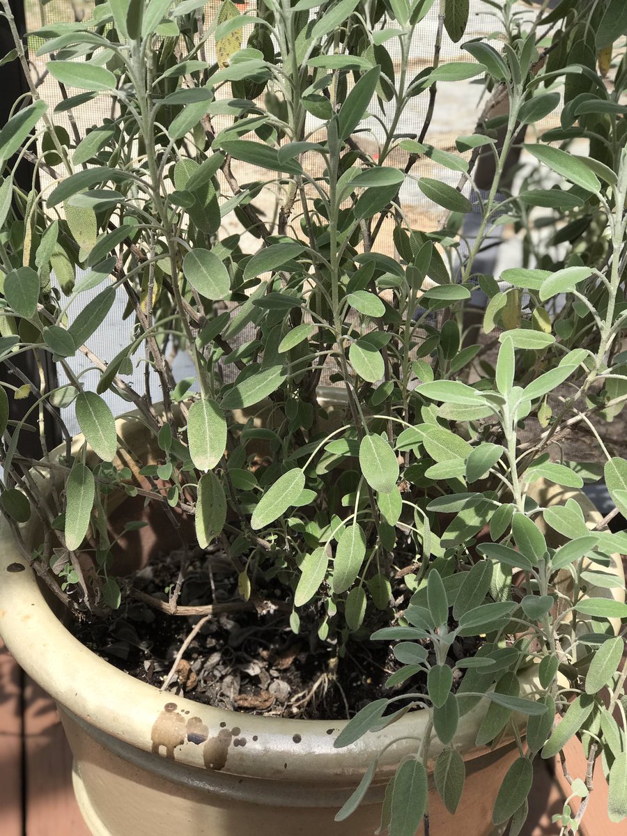 I’ve had this sage for three years. It started as a small, indoor pot that I got from the grocery store around Thanksgiving. I’ve repotted it and tended to it and rescued it from winter storms. We use it to make focaccia bread (my little sweetie’s favorite!)