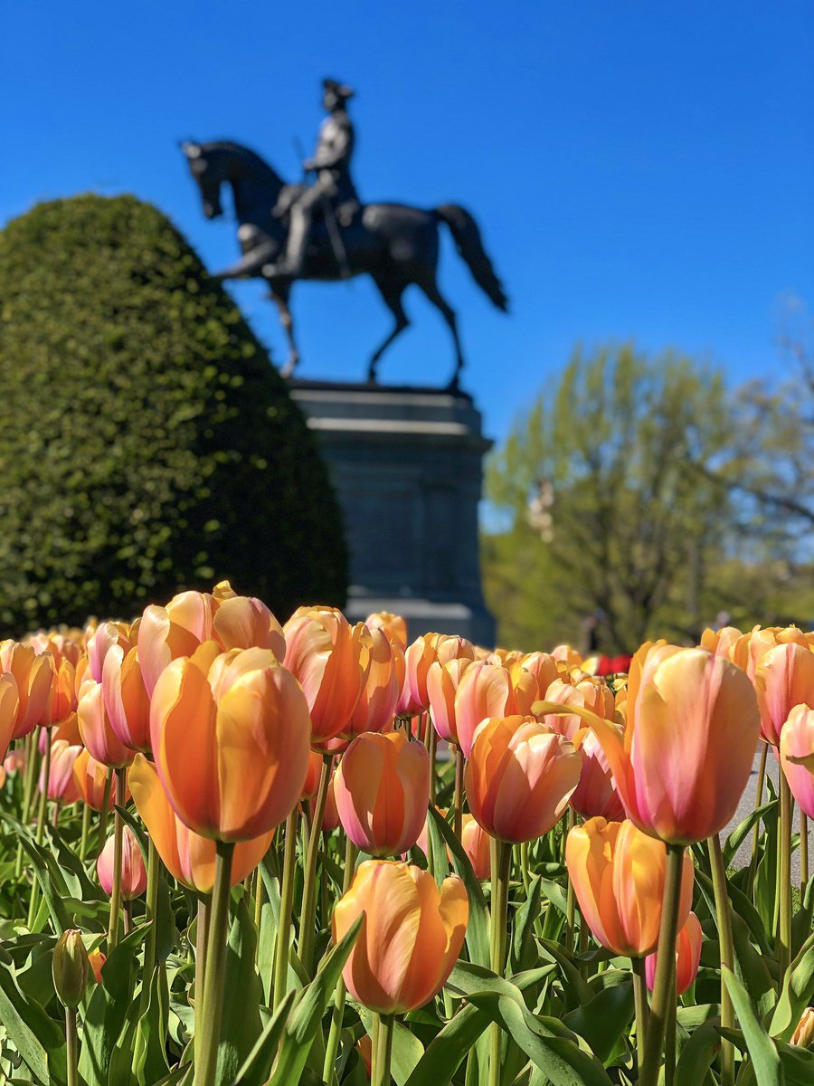 berkie1's tweet photo. Full bloom 🌷 https://t.co/fIlgcCY1kN
