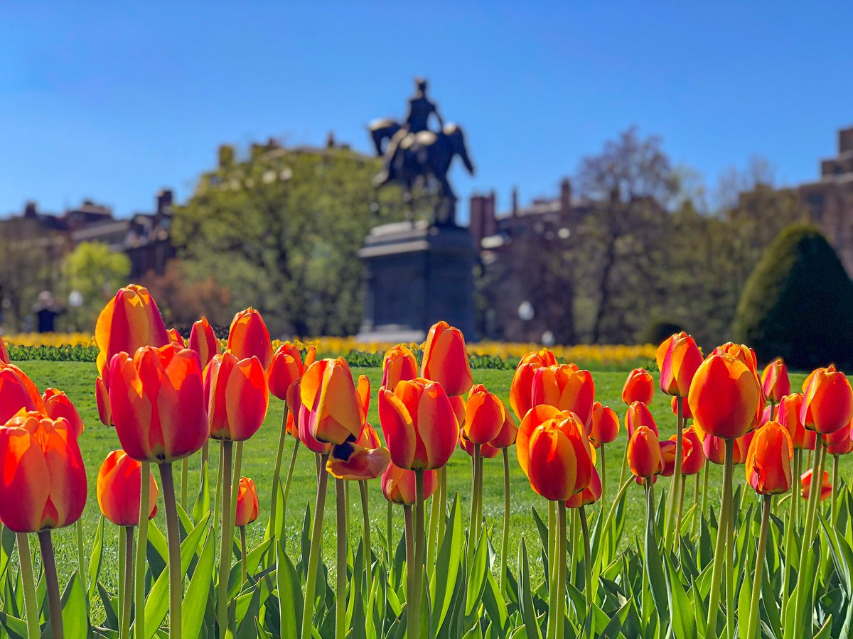 berkie1's tweet photo. Full bloom 🌷 https://t.co/fIlgcCY1kN
