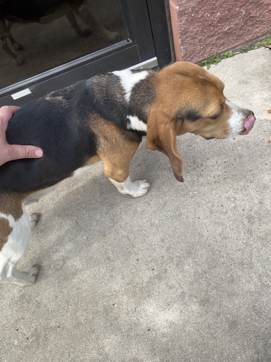 🐶: FOUND - This pup was found on College Hill Road. Please contact us if they belong to you.