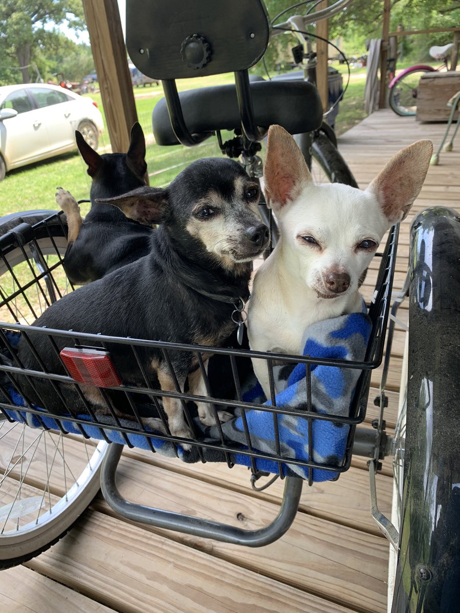 JrCafeteria's tweet image. Three amigos enjoying the afternoon