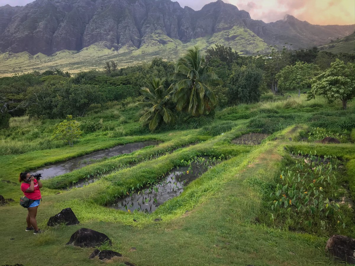 CaulfieldCM's tweet photo. Thinking about the magical day team @OffshorePodcast  had at Kaʻala Farm's loʻi kalo last week 🥰🌱 https://t.co/yz1d2FMZGA