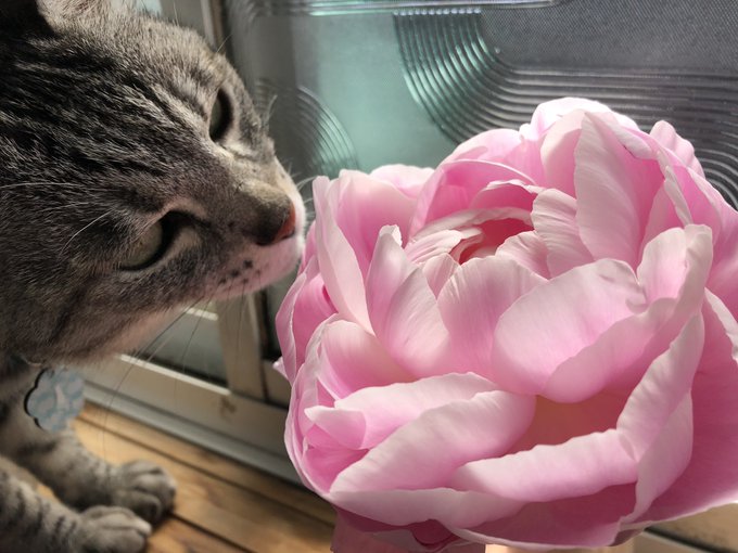 Smapのtwitterイラスト検索結果 古い順