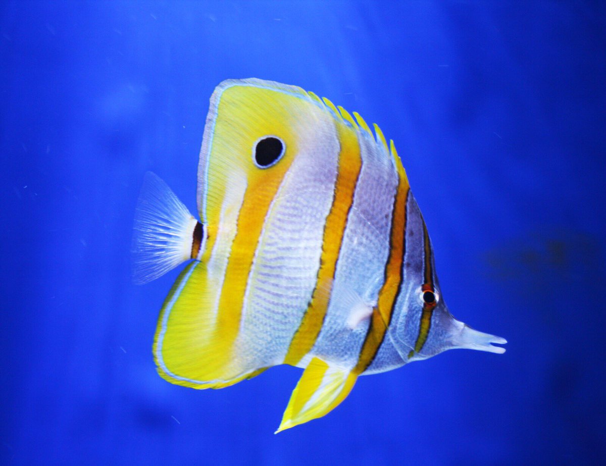 corallation's tweet photo. Butterfly fish ate tropical fish found in reefs. Their flat body and fins allow it to squeeze into small crevices, where predators can’t follow! #coraltwt https://t.co/ZJSyyvkNI8