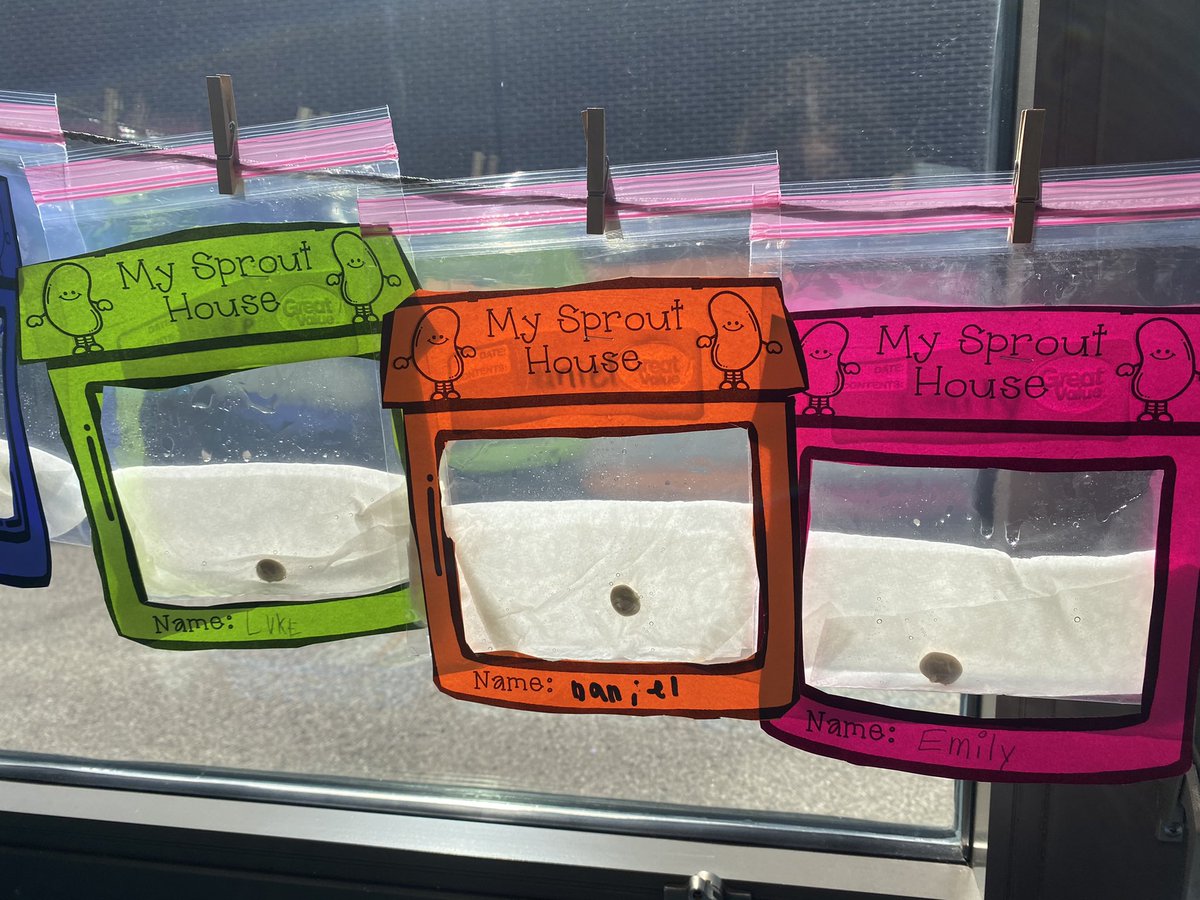 Sprout Houses are up in Room 43! Let’s observe some Lima beans 👀 #iginspires #rtsd26learns