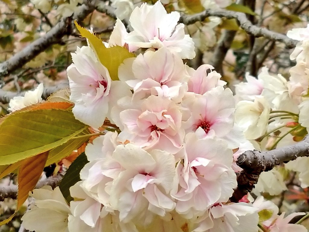 ট ইট র カンザン হ য শট য গ