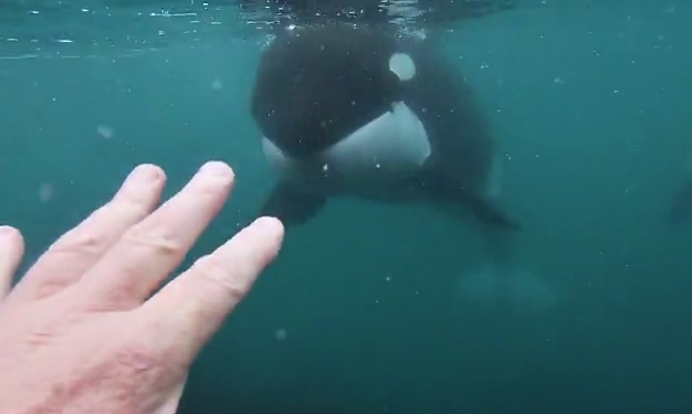AdkoZd's tweet photo. Heart-stopping moment a swimmer comes face to face with a pair of killer whales  - https://t.co/HIw5K6leGy via @DailymotionUSA https://t.co/v6Q00fprY9