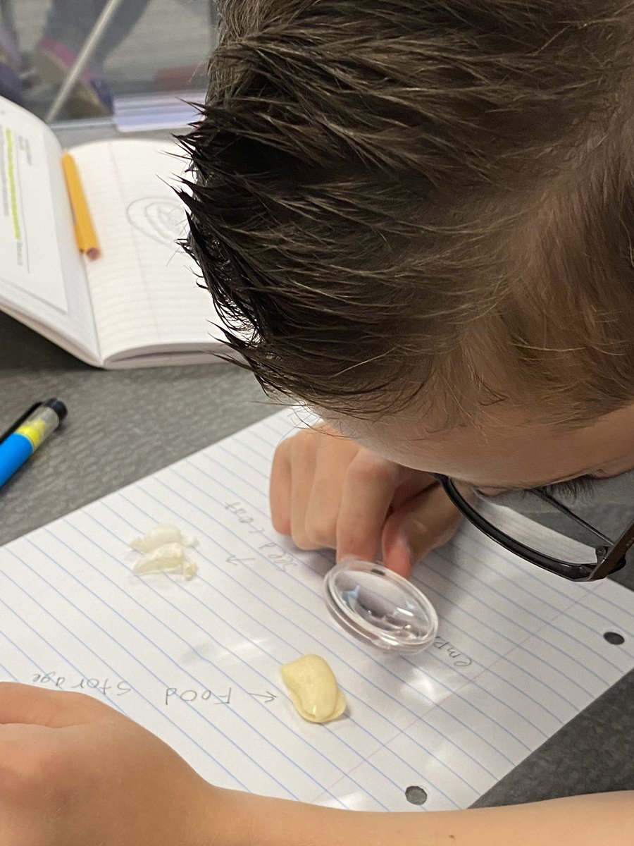 Fabulous fourth grade Lyon Cubs learning about parts of a Lima bean!! 🌱 #lyonleads #lyonlearns