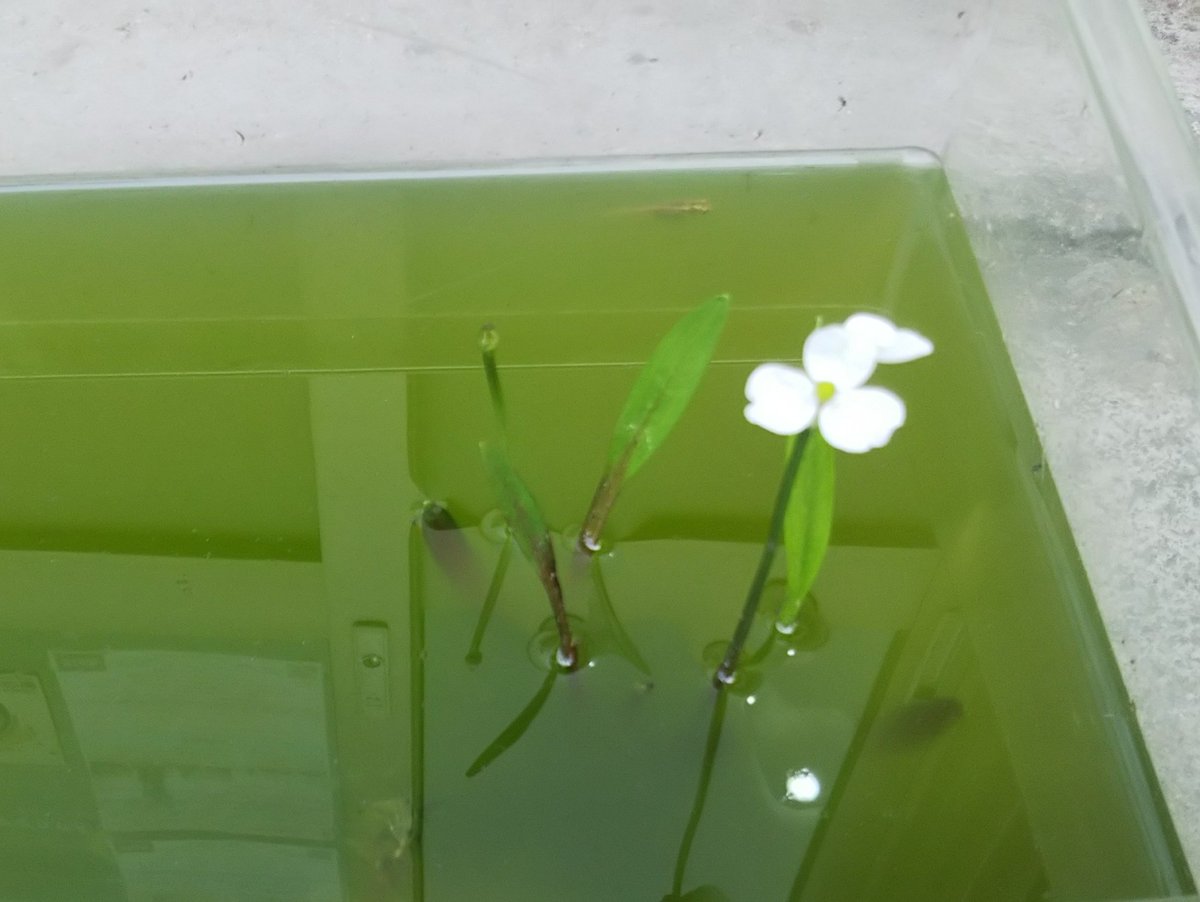 みんなの 白い花 お好み焼き 口コミ 評判 食べたいランチ 夜ごはんがきっと見つかる ナウティスイーツ