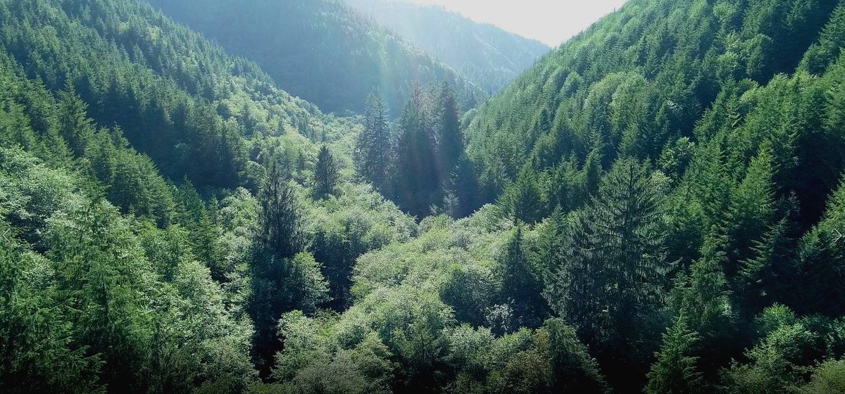 EFMInvest's tweet image. We are excited to share that we are hiring for a Forest Carbon Analyst.  Learn more and apply here:  efmi.com/forest-carbon-… #naturalclimatesolutions #climatesmartforestry #impactinvesting #hiring