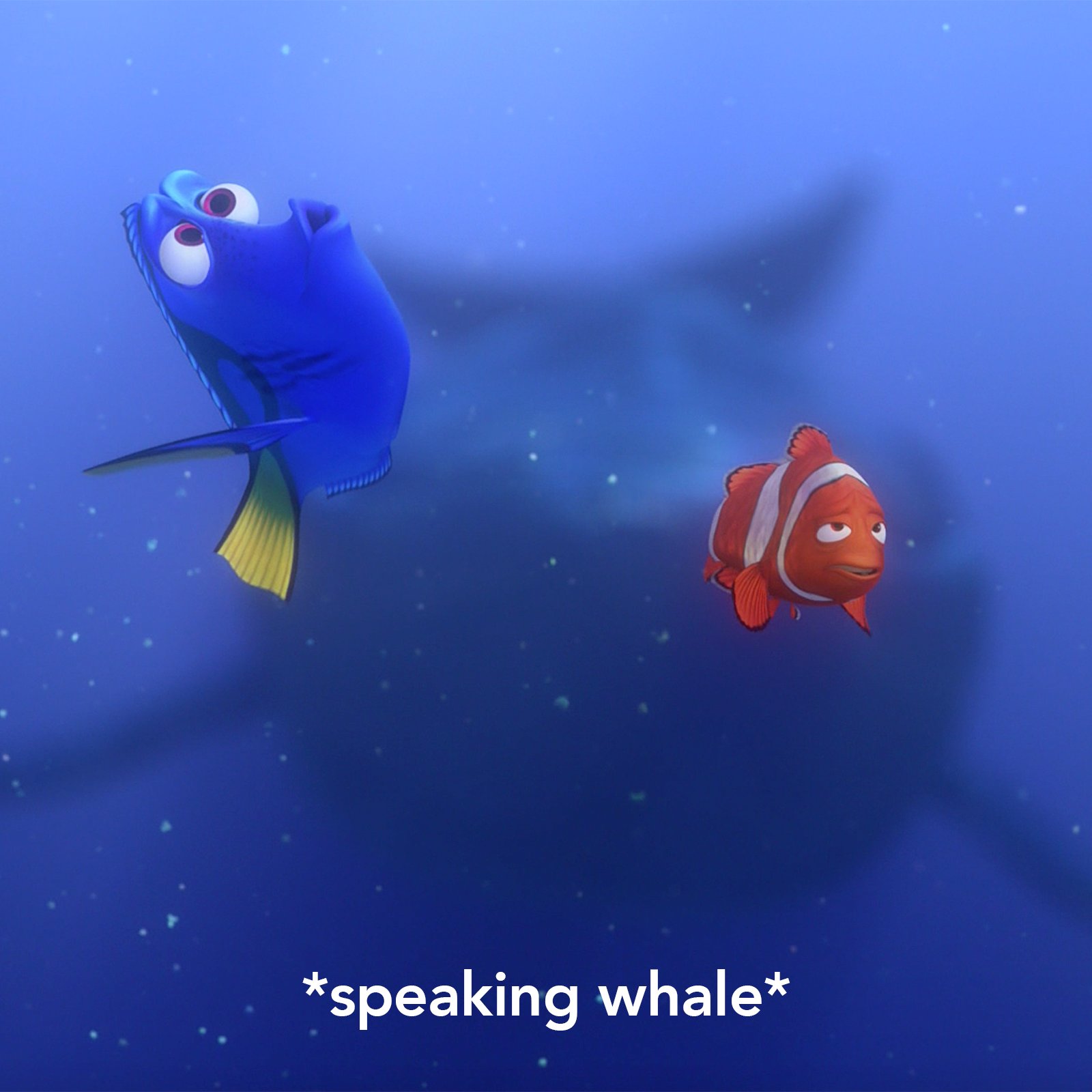 How to Speak Whale