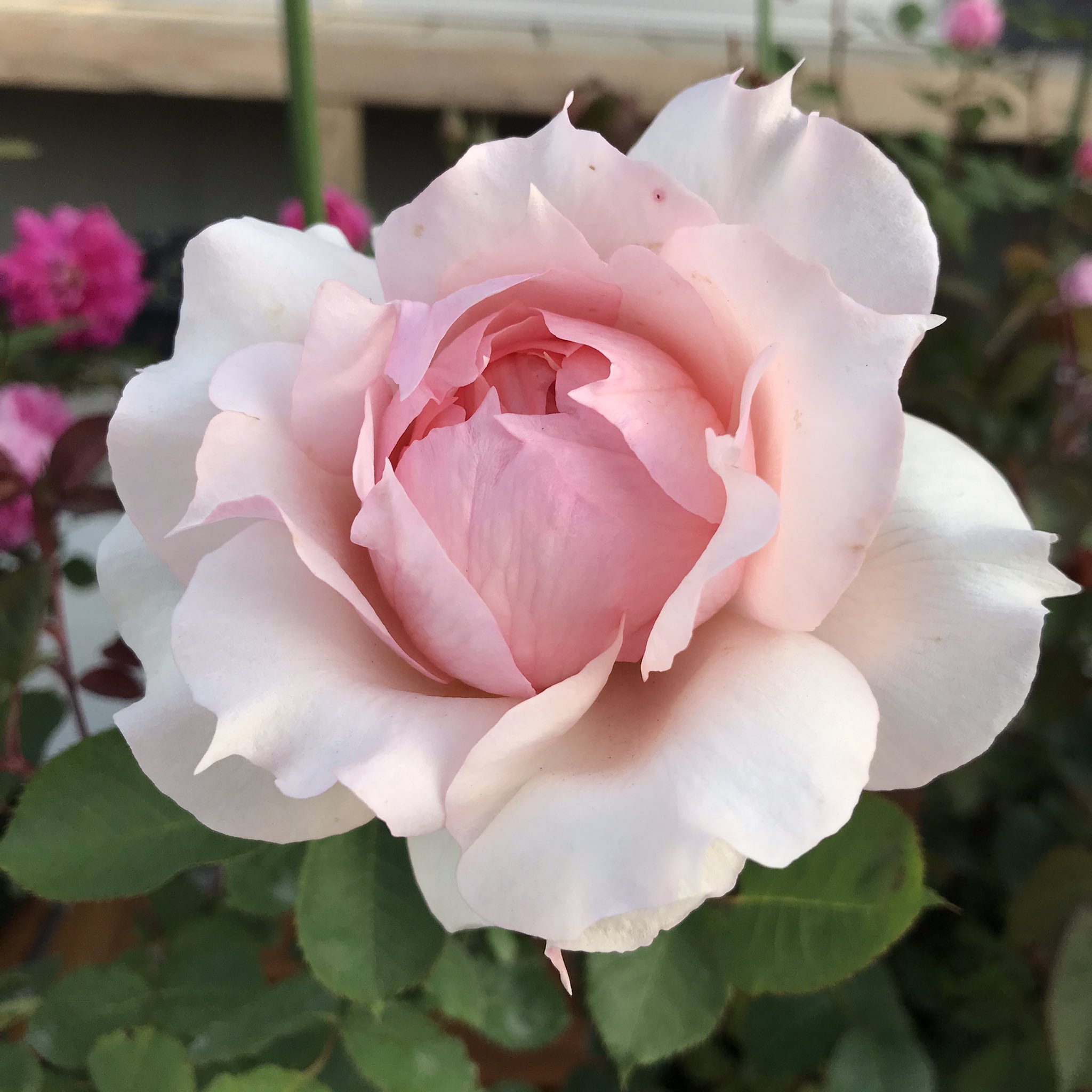 ギヨー Twitter Search Twitter