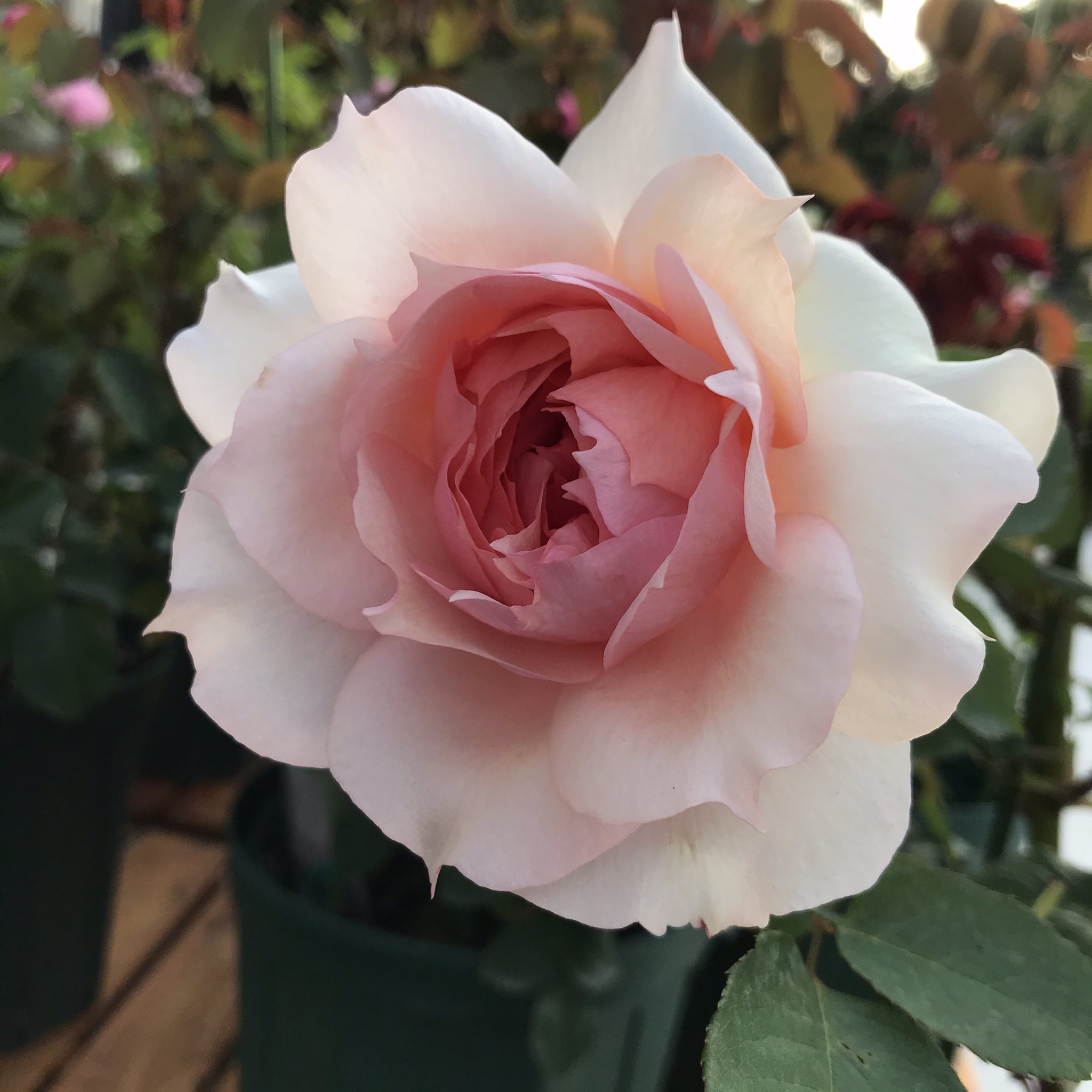 ゴロニャン おはようございます 今朝の新規開花は モニーク ダーヴ ギヨーのバラです バラ ギヨー モニークダーヴ T Co H1mgn1vdm4 Twitter