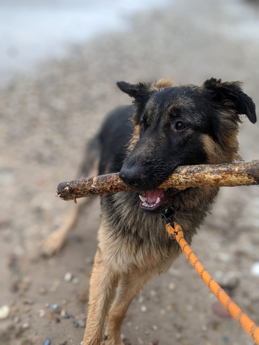 Moved to the beach! The dogs are addicted 😍 can't wait for summer.