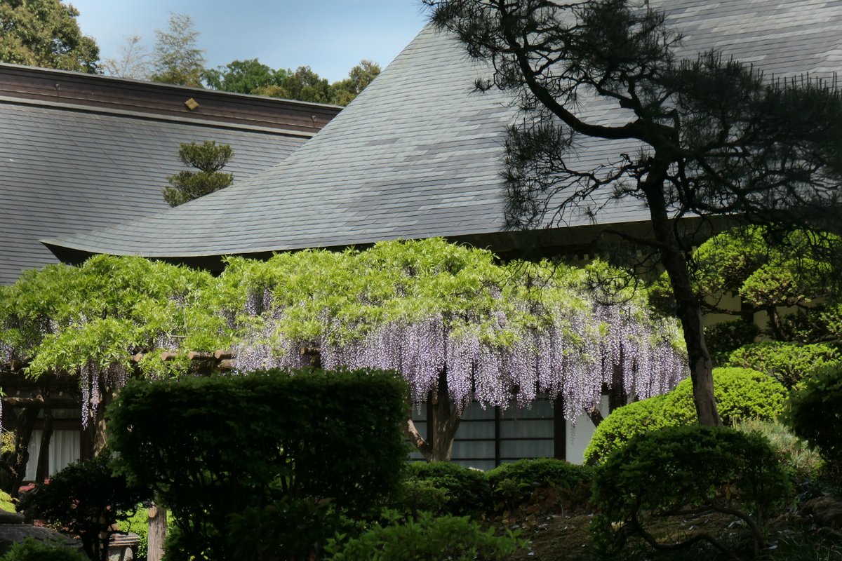 静かな多福寺の藤を再び訪問。長い紫の花房がのれんのようだ。①本堂を望む。②観音堂を望む。③山門を望む。④本堂の奥庭を望む。＠三芳町で。
＃いいね三芳町