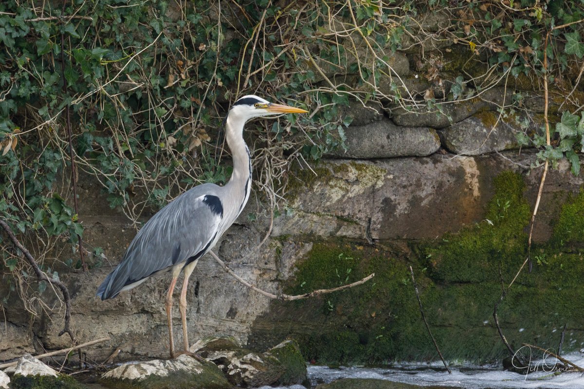 Double the usual complement of #greyheron at Lucy's Mill Weir in Stratford today. I'm wondering if the smaller, shaggier, ditzier one in the first 3 pics might be a juvenile.
@Natures_Voice @Britnatureguide @every_heron 
#TwitterNatureCommunity #wildlifephotography #canon5dmarkiv