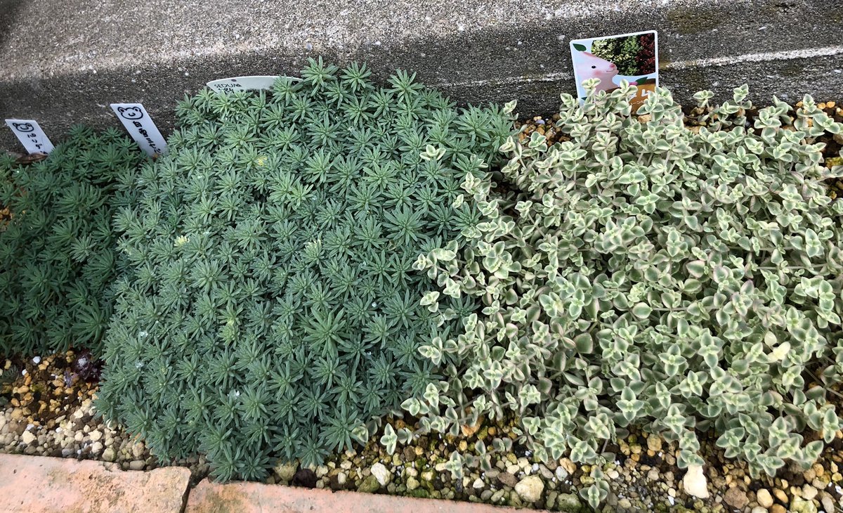 地植えセダム 地植えセダム
