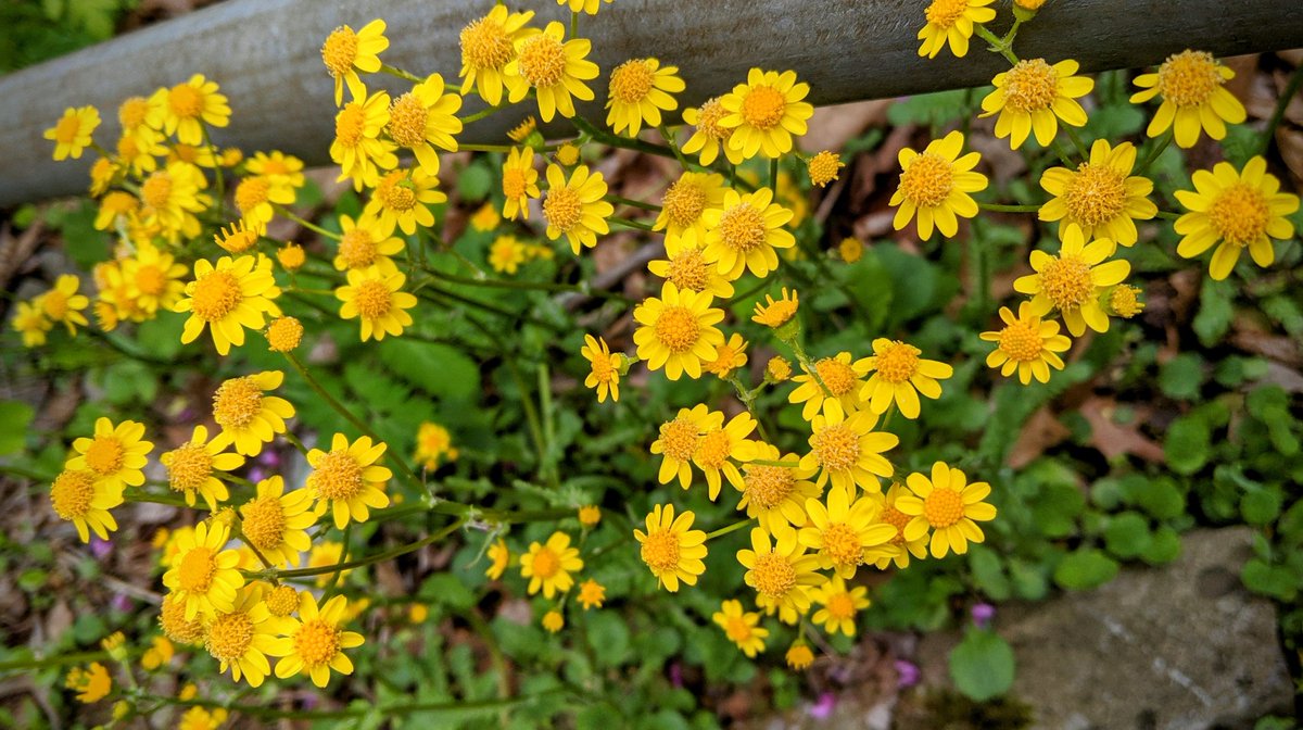 Things most people find to be weeds, I tend to find in the wild and decide to add to my backyard. #Goldenragwort will soon be one of them. Why wait until autumn for beautiful golden flowers. #Spanishneedles were added this afternoon. #Honeyvine, soon. #PlantNative