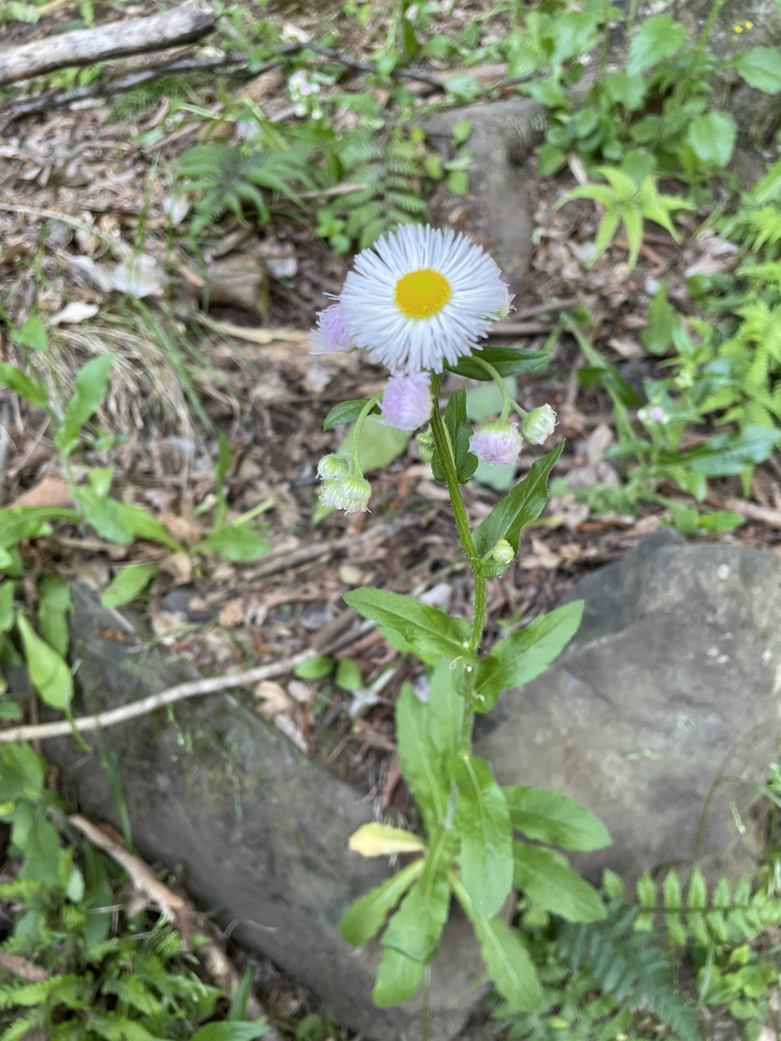 Stylishnoob 名前があったな 白くて背の高い花 T Co Qidup1kysv Twitter