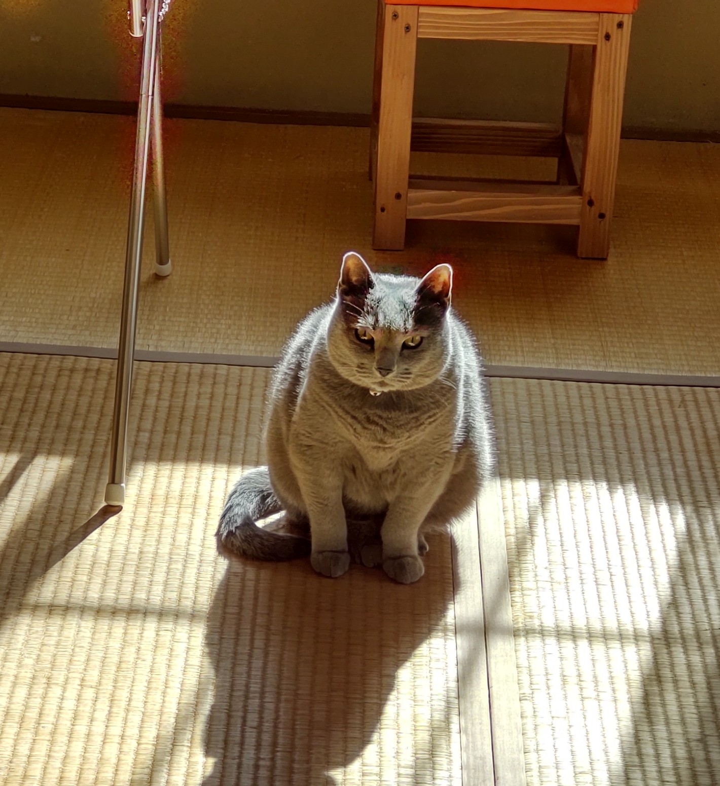 たかのdiyスタジオ その顔 怖いよ 朝日を 背に受け 睨む猫 T Co Pebbfkdwoj Twitter