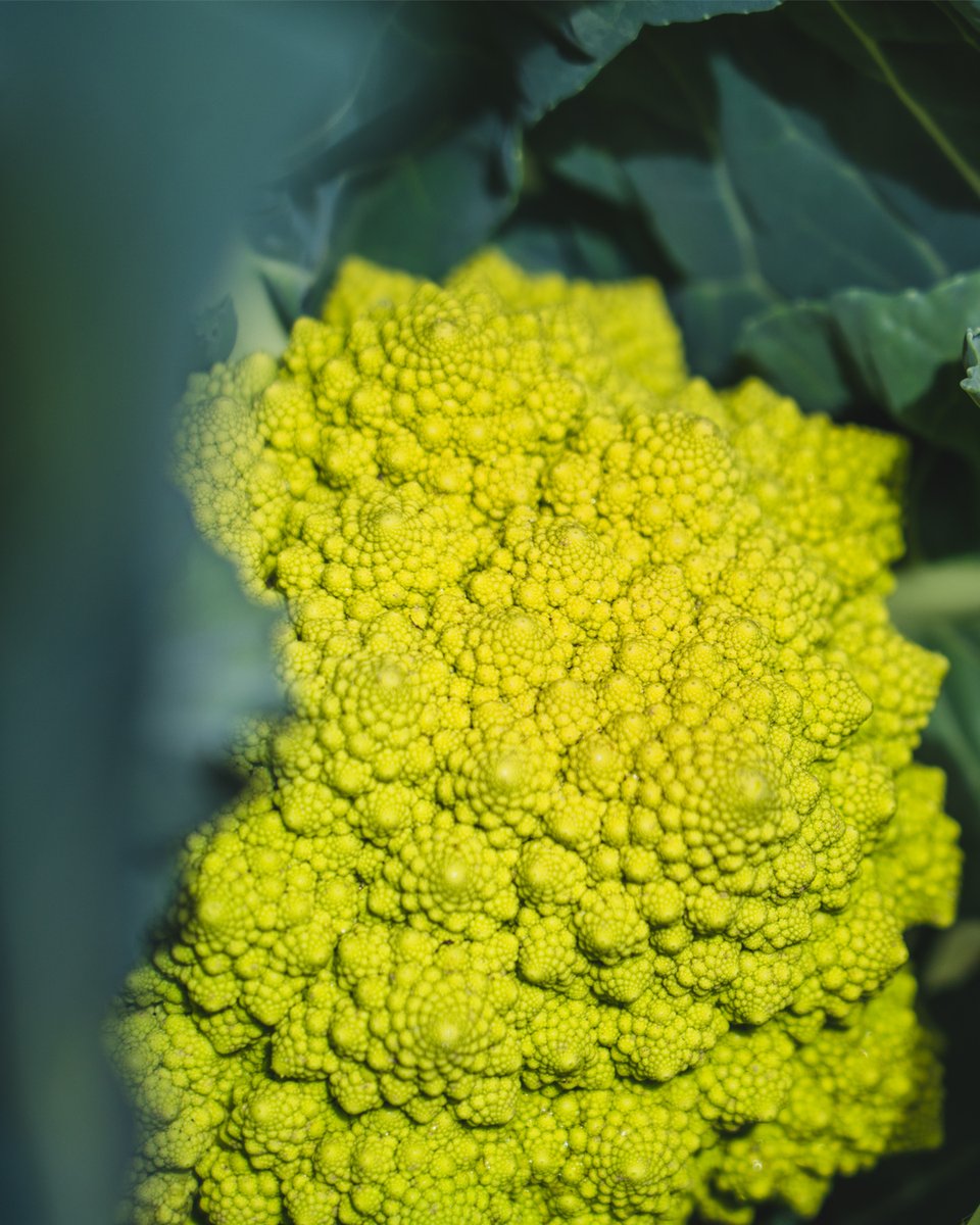 Our farmers grow food and a little bit of art with this Romanesco!