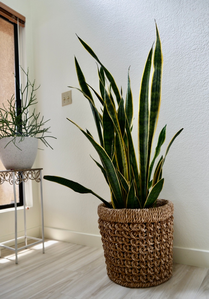 I compiled a list of the 6 best houseplants for travelers (or anyone who wants some low maintenance plants!)

Click below for the full list: joyusgarden.com/low-maintenanc…