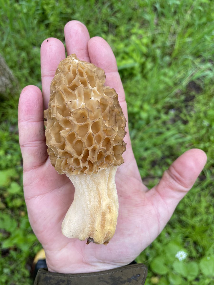 BDBladeWerX's tweet photo. Yes, you are correct; that tiny, child-like hand cowering in the shadow of this massive #MorelMushroom is my hand... 😳🤯 This guy is definitely the biggest we’ve found this #Huntingseason.

#camplife #hunting #knife #naturelovers #outdoors #survivalist #fungus #morel #mushroom https://t.co/nd55hHjMK2