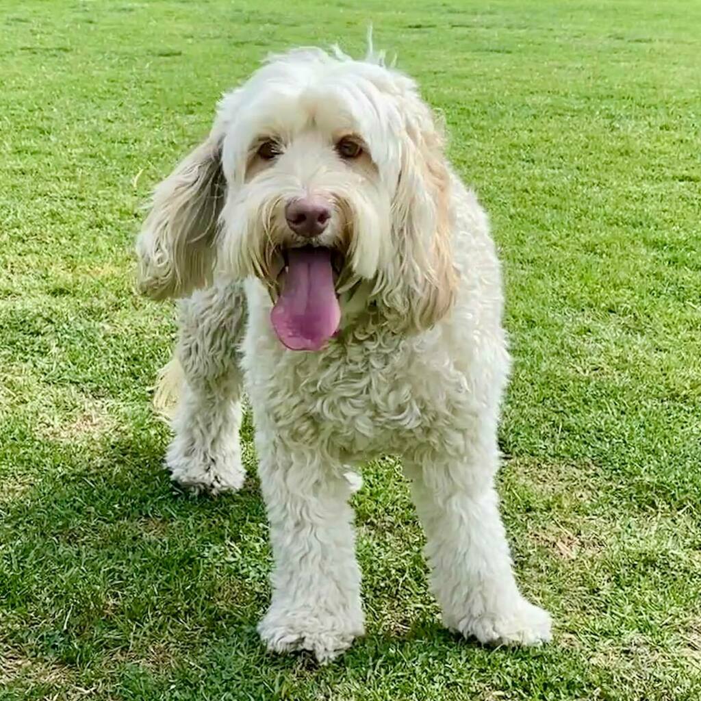 DoodleJedi's tweet photo. Got a 💉 today but not Pfizer like the rest of the family. Mine was Cytopoint (for seasonal allergies). ✔️
Thx @tustincareah 💗
#labradoodle #dogswithallergies #cytopoint #ocdogs #ocvet https://t.co/0SFgxDfZkQ https://t.co/vUGXbfksp8