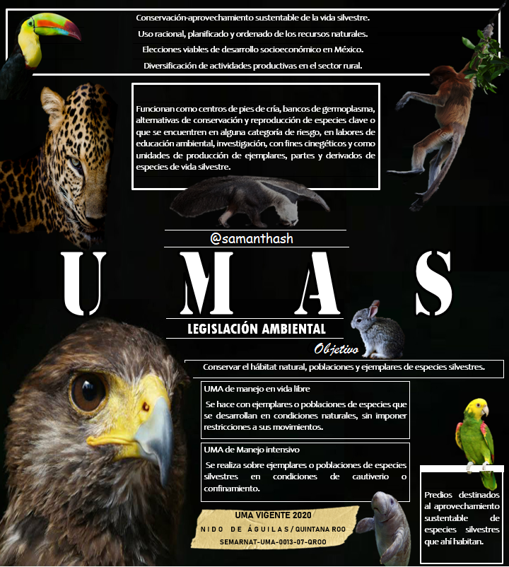 <a href="/mapachestec/">@MAPACHESTec</a> A través de UMAS 🖐️
Te invito a observar la siguiente infografía👁️
Elaboración propia.
#TurismoSostenible
#UMAS
#Biodiversidad 
<a href="/omaralpuche/">omar alpuche leal</a>