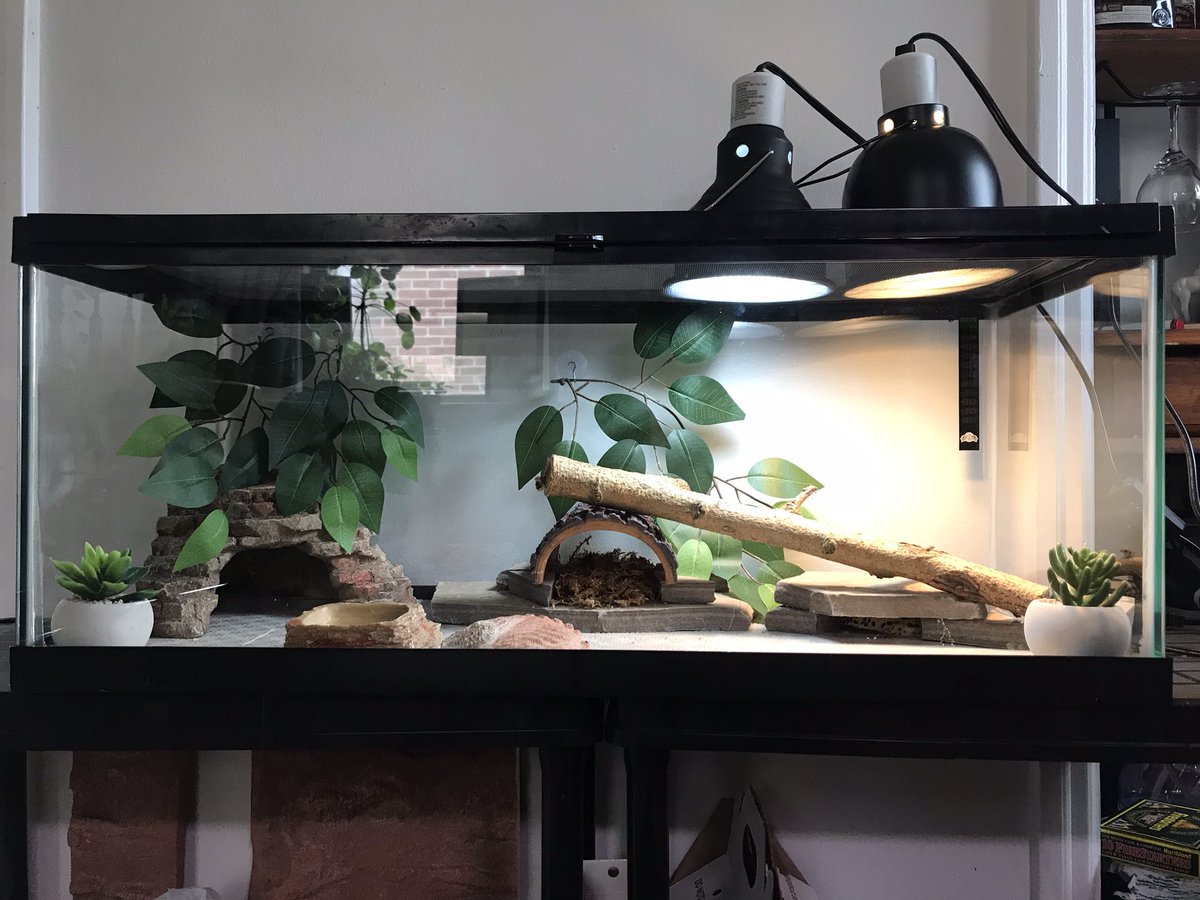Charlie, our <a href="/princecharlesK8/">Prince Charles PS</a> library leopard gecko is using the stay-at-home order for some tank renos, upgrading to a 20gallon tank. Plenty of room to hunt superworms!
