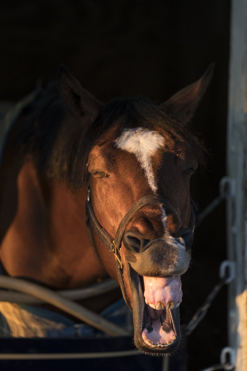 Smile!! It's #KyDerby day!