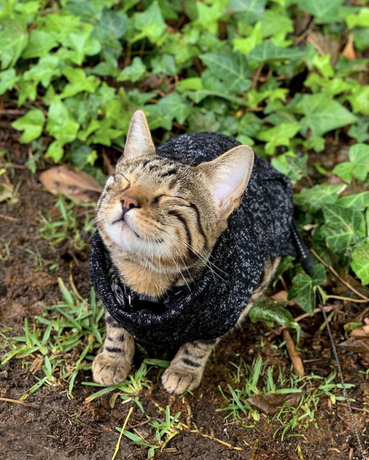 Petco's tweet photo. We should all embrace Mondays like @ruckusmeloy.
#reddypets #mondaymotivation https://t.co/3mBpGS9sYn