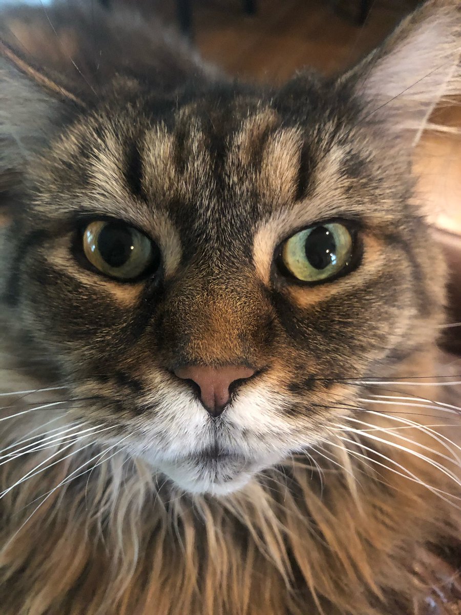 MolinaroAllison's tweet photo. Who needs a Leopard, when you have these 2?  🐱 #bestpetsever @mpmsptsa https://t.co/6OX4wGRkkK