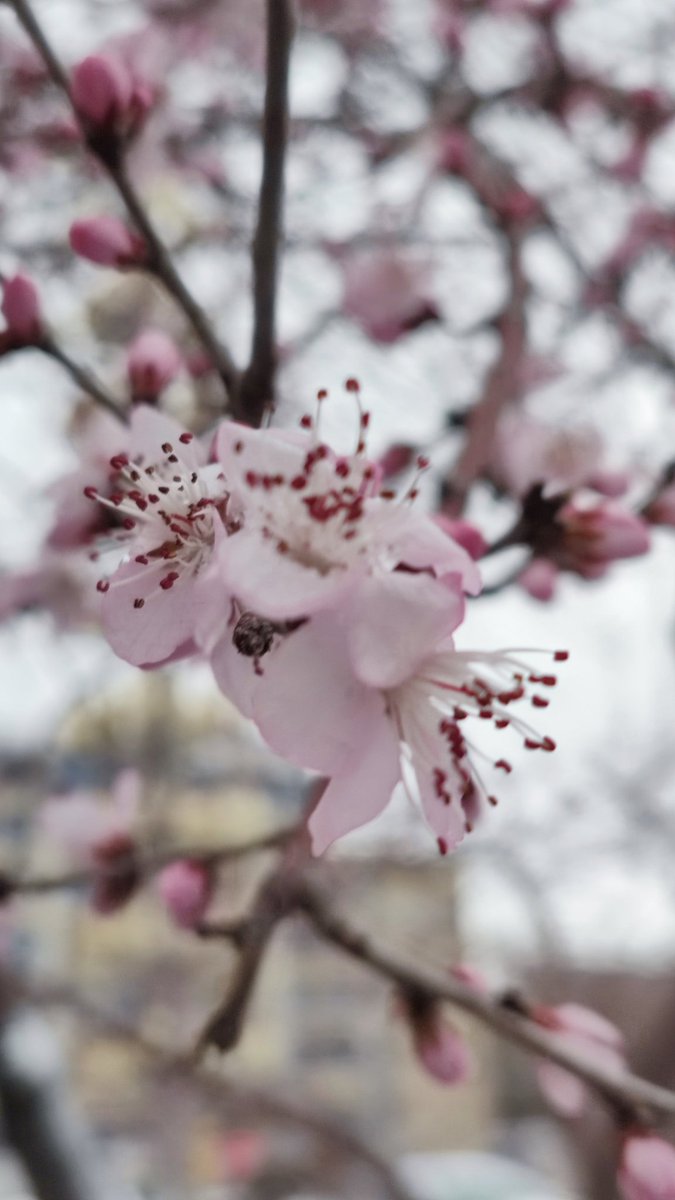 bediebcroll's tweet photo. 花 https://t.co/Y3cfUnjFZC