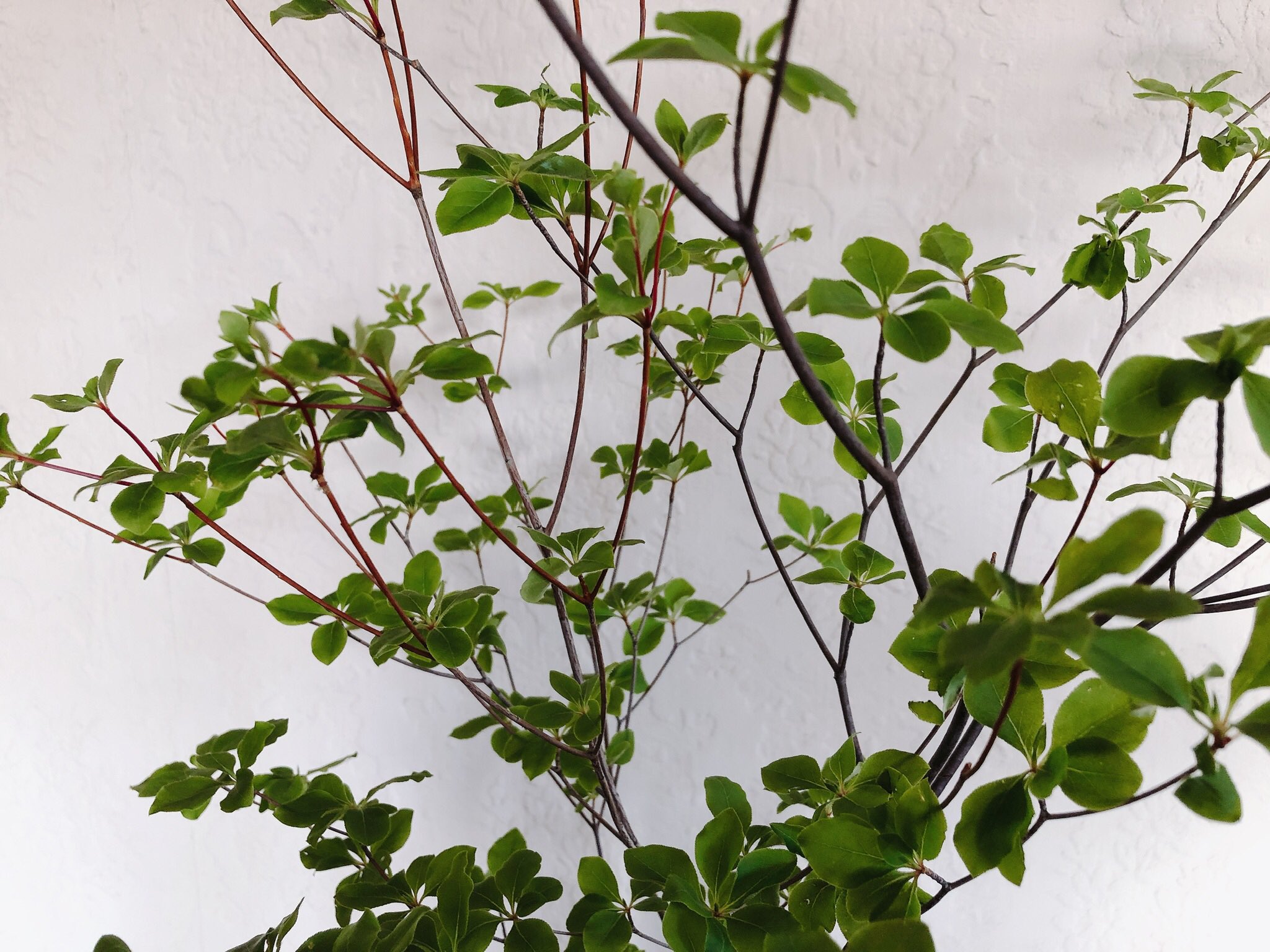 素響 A Twitter ドウダンツツジの枝がお花屋さんに並ぶ季節になりました ドウダンツツジ 花のある暮らし T Co Cfbxcefxax Twitter