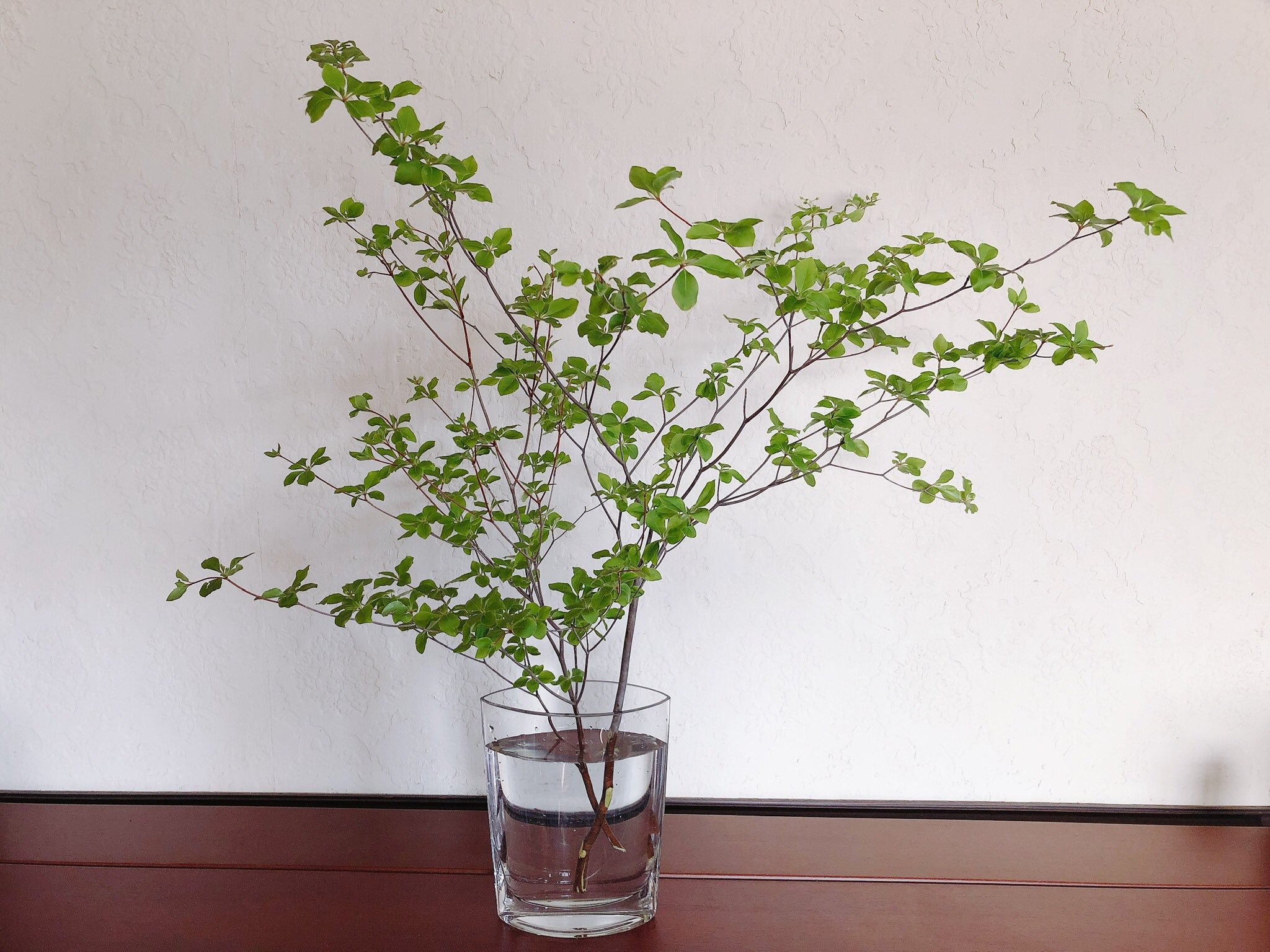 素響 ドウダンツツジの枝がお花屋さんに並ぶ季節になりました ドウダンツツジ 花のある暮らし T Co Cfbxcefxax Twitter